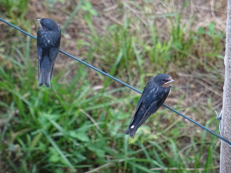 Hirundo rustica ?